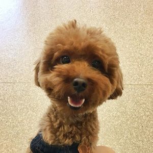 Meet your Posher, Victor